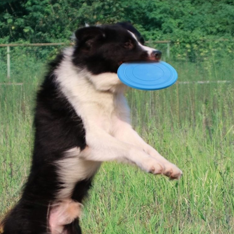 Silikon-Frisbee für Haustiere, – Frisbee Freestyle Disc Bewertung und Preis